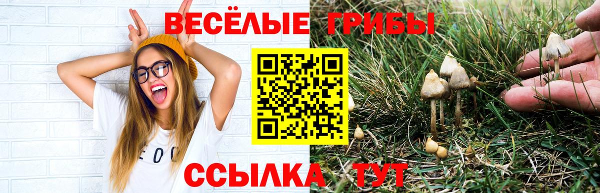 Вичуга  Галлюциногенные грибы Psilocybine cubensis  купить   Галлюциногенные грибы Psilocybe  Вход с VPN 